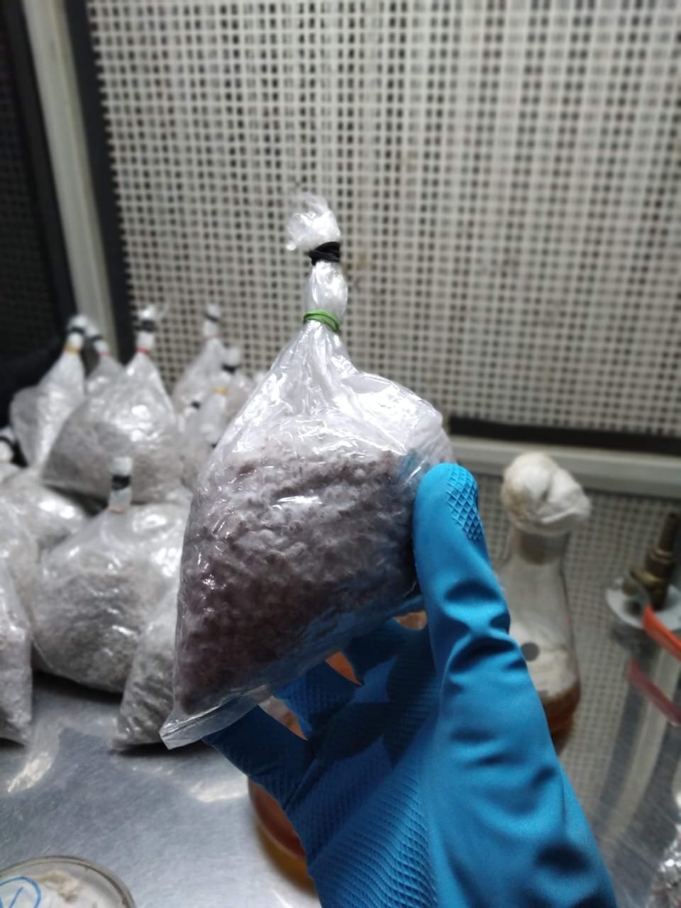 Oyester Mushroom Spawn - Image 3