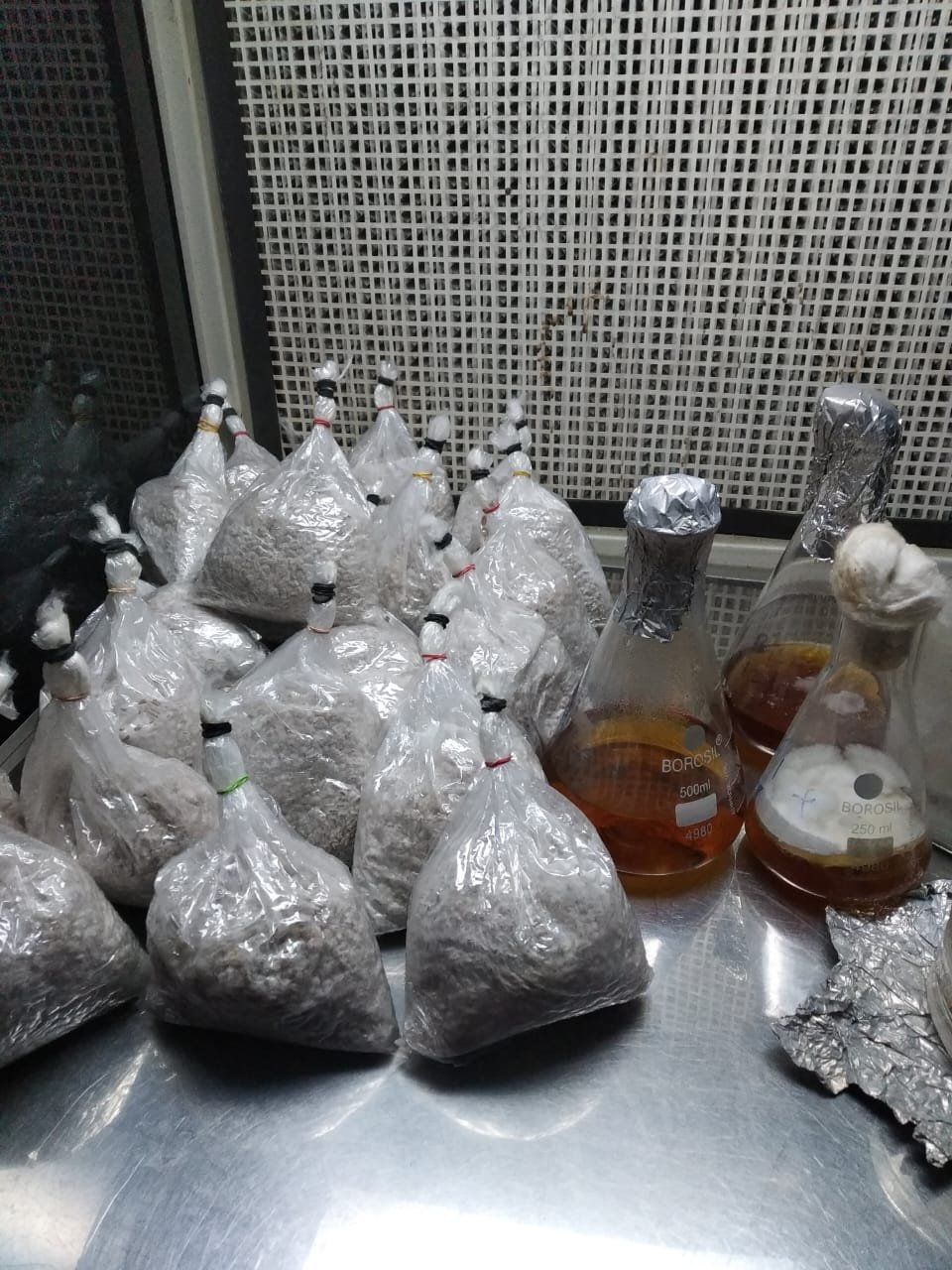 Oyester Mushroom Spawn - Image 2